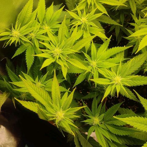 Uncut  growlog timeline photo