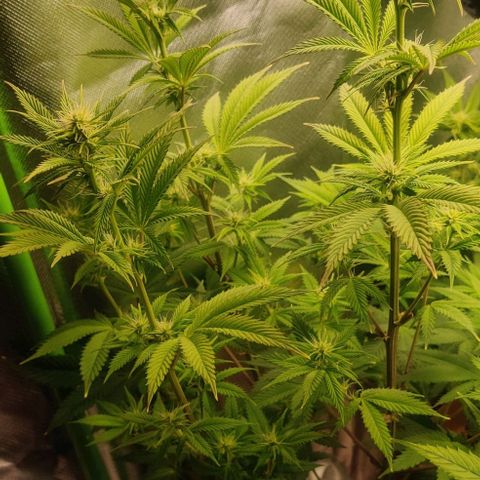 Monster getoppt growlog timeline photo