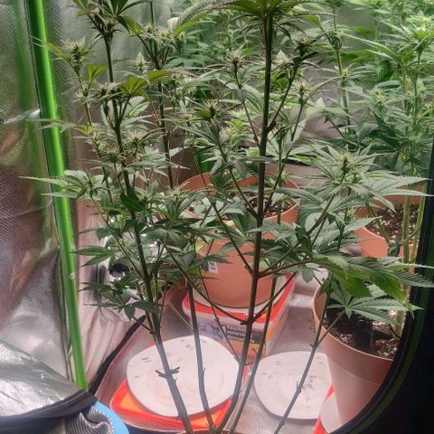 Monster getoppt growlog timeline photo