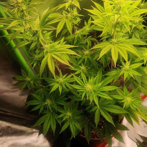 Monster getoppt growlog timeline photo