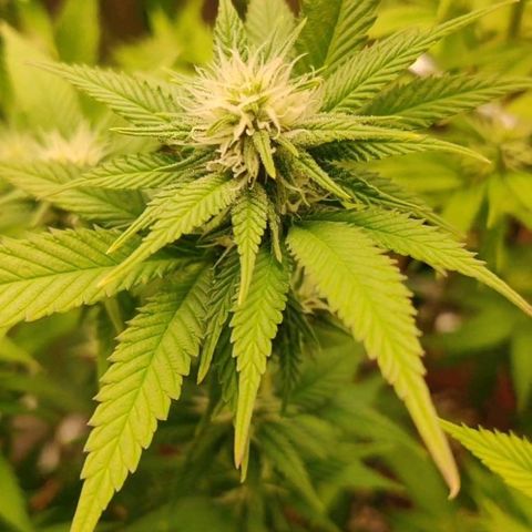 Monster getoppt growlog timeline photo