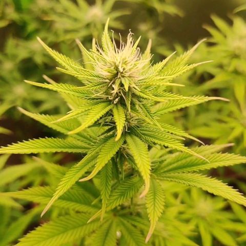Monster getoppt growlog timeline photo