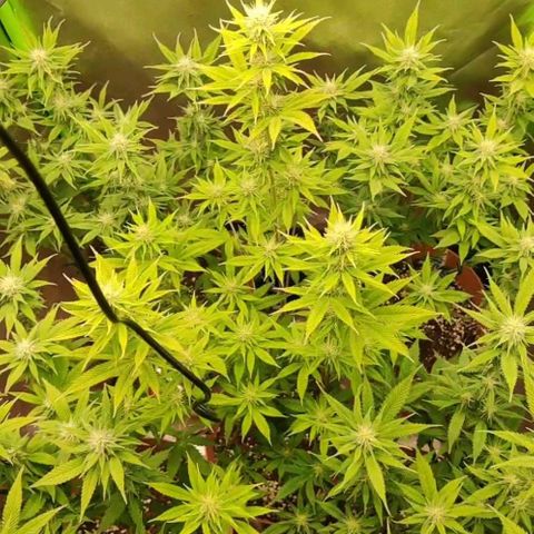 Steckling 1 growlog timeline photo