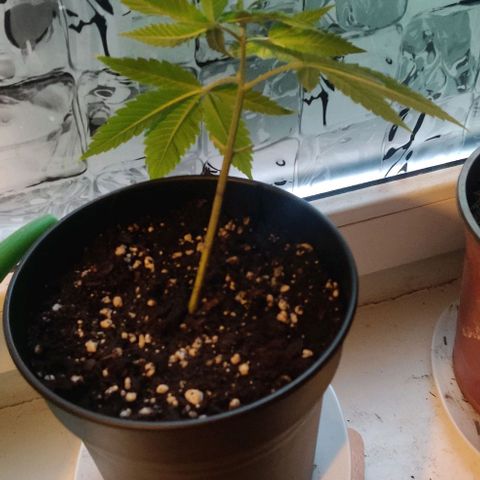 Steckling 1 growlog timeline photo