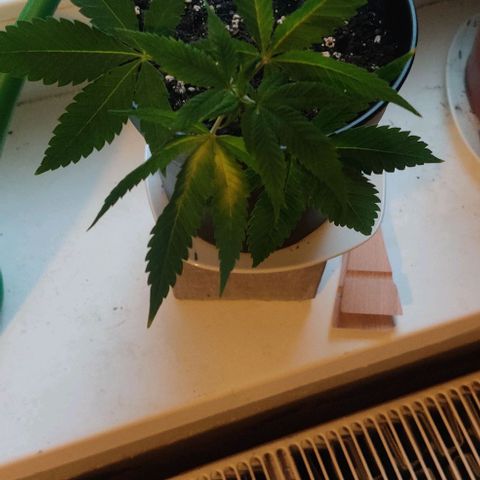Steckling 1 growlog timeline photo