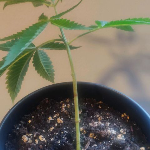 Steckling 1 growlog timeline photo