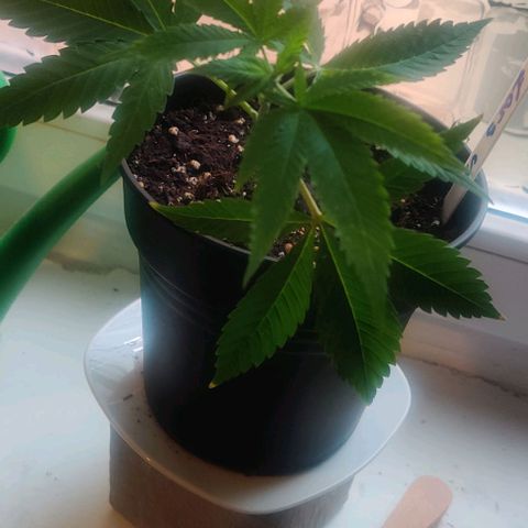 Steckling 1 growlog timeline photo