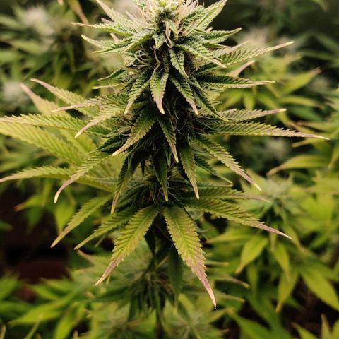 Monster getoppt growlog timeline photo