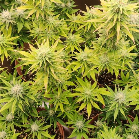 Monster getoppt growlog timeline photo