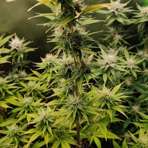 Monster getoppt growlog timeline photo