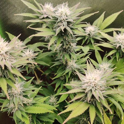 Uncut  growlog timeline photo