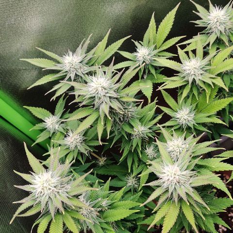 Uncut  growlog timeline photo