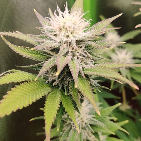 Uncut  growlog timeline photo