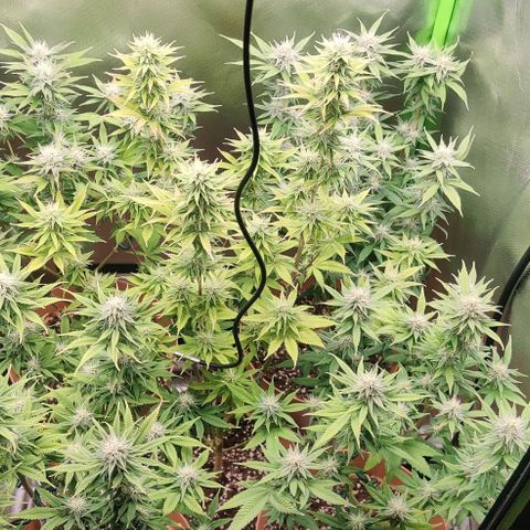 Uncut  growlog timeline photo