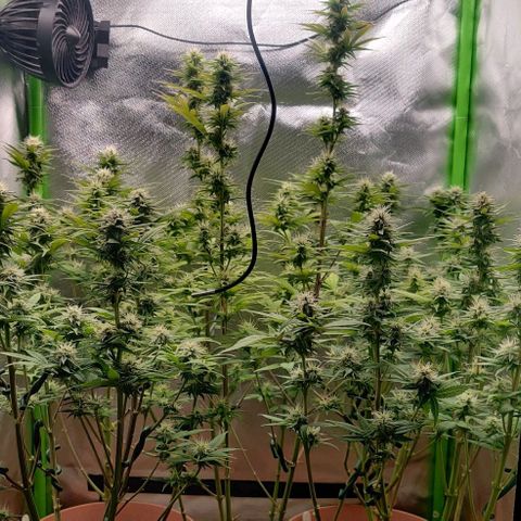Uncut  growlog timeline photo