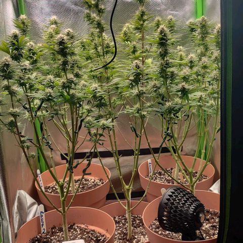 Uncut  growlog timeline photo