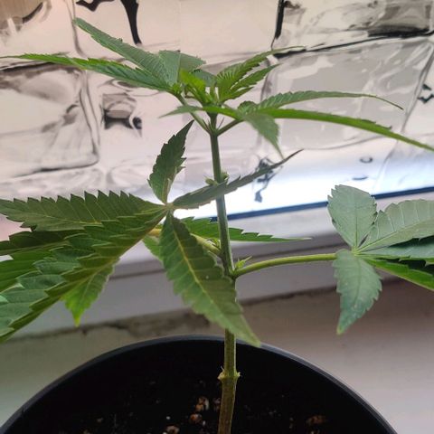 Steckling 1 growlog photo: Erstes erkenbares Wachstum 