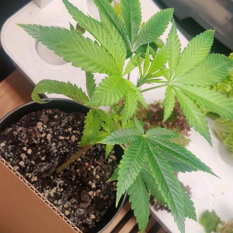 Steckling 1 growlog timeline photo