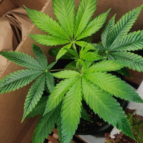 Steckling 1 growlog timeline photo