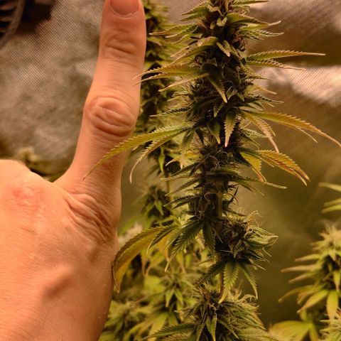 Monster getoppt growlog timeline photo