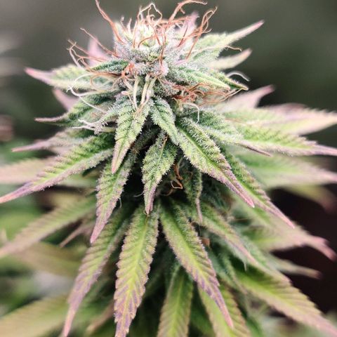 Monster getoppt growlog timeline photo