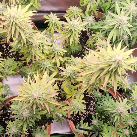 Monster getoppt growlog timeline photo