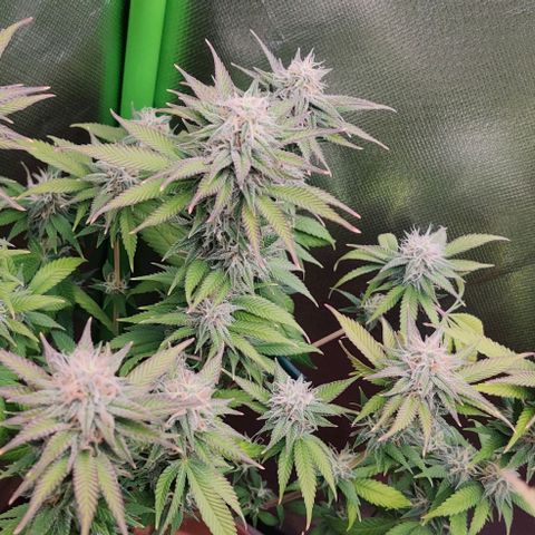 Uncut  growlog timeline photo