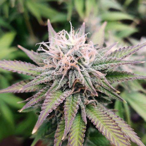 Uncut  growlog timeline photo