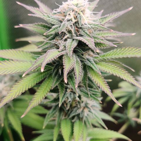 Uncut  growlog timeline photo