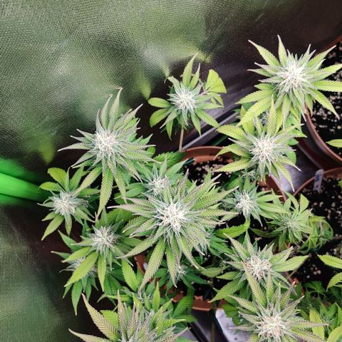 Uncut  growlog timeline photo