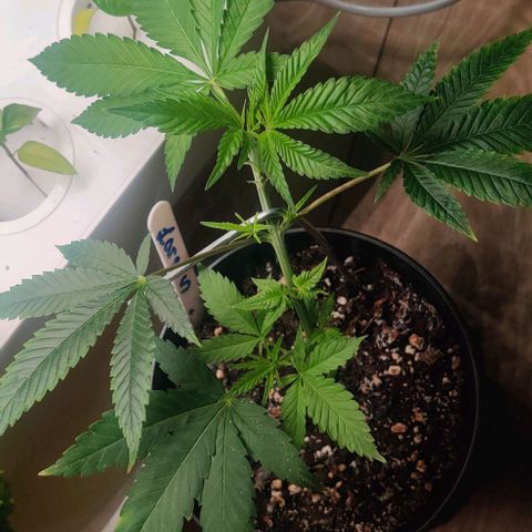 Steckling 1 growlog timeline photo