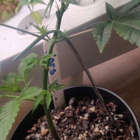 Steckling 1 growlog timeline photo