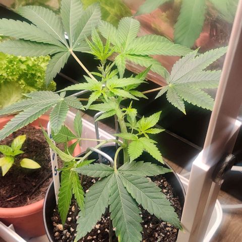 Steckling 1 growlog timeline photo