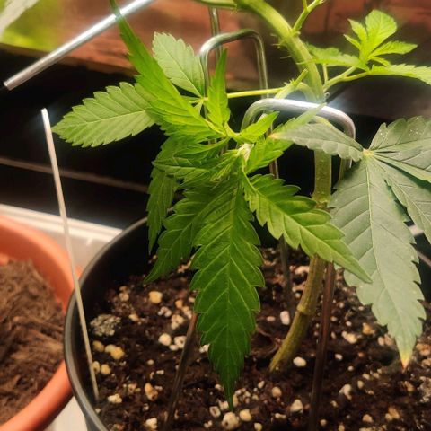 Steckling 1 growlog timeline photo
