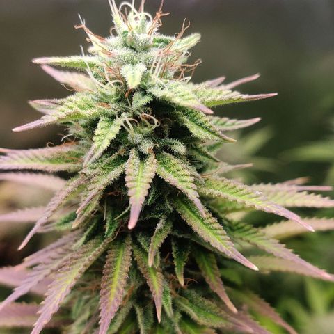 Monster getoppt growlog timeline photo