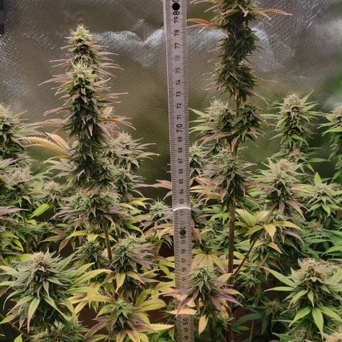 Monster getoppt growlog timeline photo