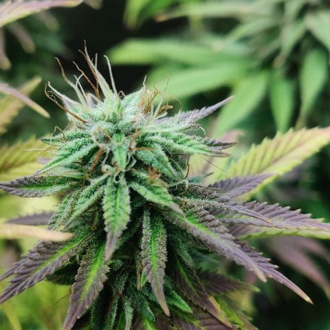 Monster getoppt growlog timeline photo