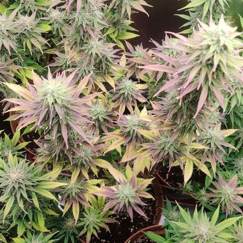 Monster getoppt growlog timeline photo