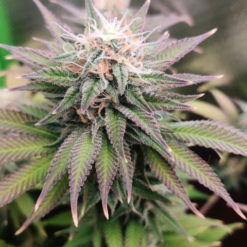 Uncut  growlog timeline photo