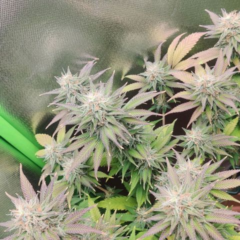 Uncut  growlog timeline photo