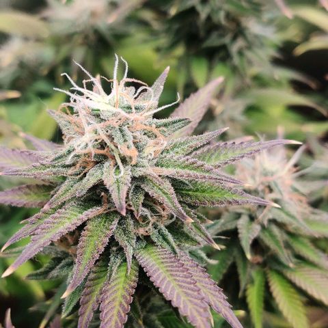 Uncut  growlog timeline photo