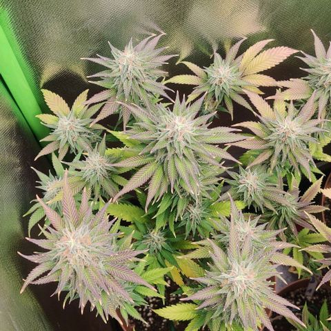 Uncut  growlog timeline photo