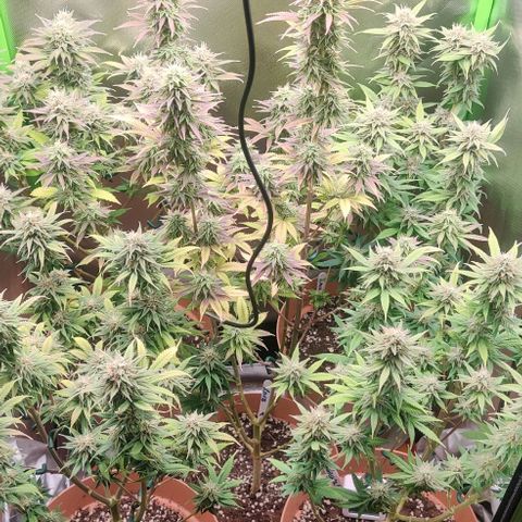 Uncut  growlog timeline photo