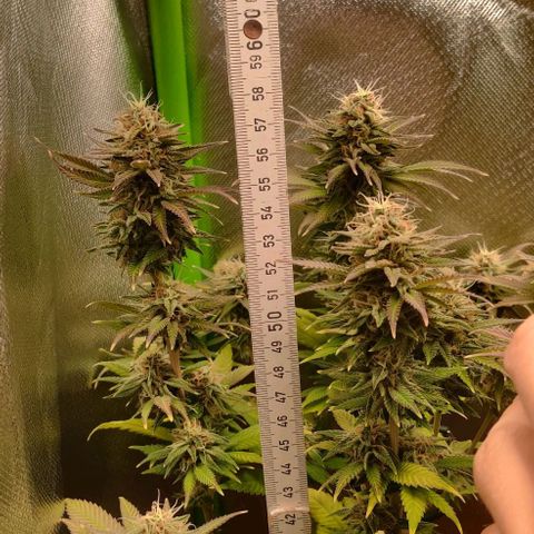 Uncut  growlog timeline photo