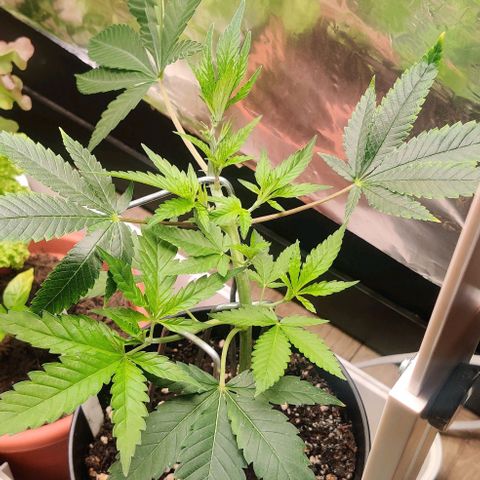 Steckling 1 growlog timeline photo