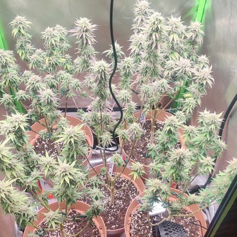 Uncut  growlog timeline photo