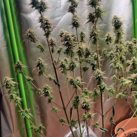 Monster getoppt growlog timeline photo