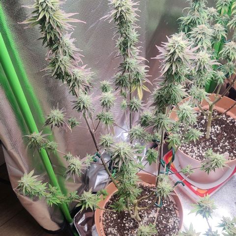 Monster getoppt growlog timeline photo