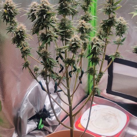 Uncut  growlog timeline photo