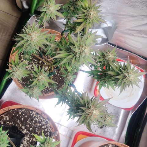 Uncut  growlog timeline photo